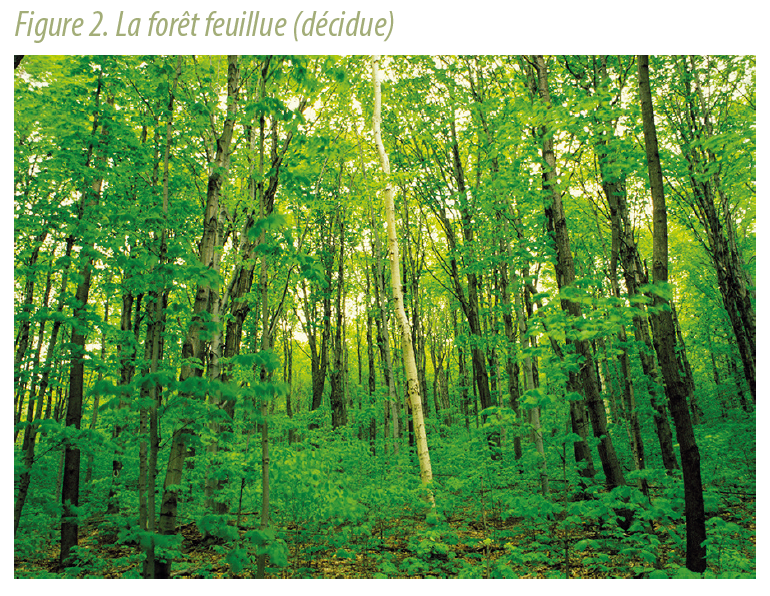 La composition des forêts du Québec comment s’y reconnaître — free download